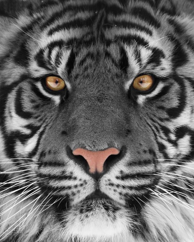Picture of WHITE TIGER GLASS WALL ART