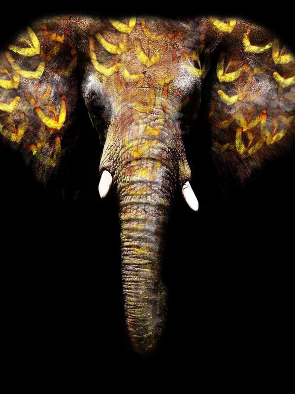 GOLD ELEPHANT GLASS WALL ART