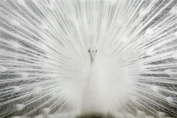 Tempered Glass W/Foil & Rhinestones - White Peacock